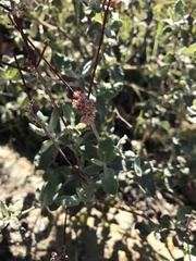 Eriogonum cinereum