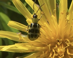Diabrotica undecimpunctata