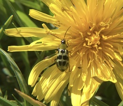 Diabrotica undecimpunctata
