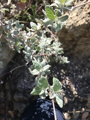 Eriogonum cinereum
