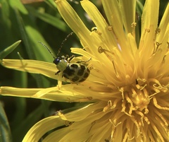 Diabrotica undecimpunctata