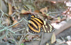 Lycorea halia atergatis