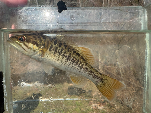 Redeye bass (Micropterus coosae) — Centrarchidae — 4