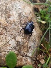Typhaeus