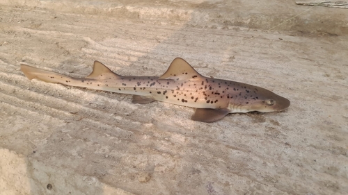 Gespikkelde gladde haai (Triakis maculata) — Triakidae — 4