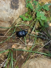 Typhaeus