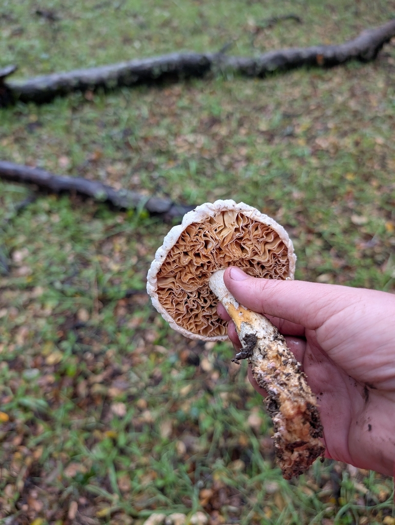 Amanita magniverrucata