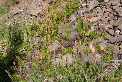 Partridgefoot (Luetkea pectinata)
