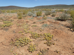 Mesembryanthemum inachabense