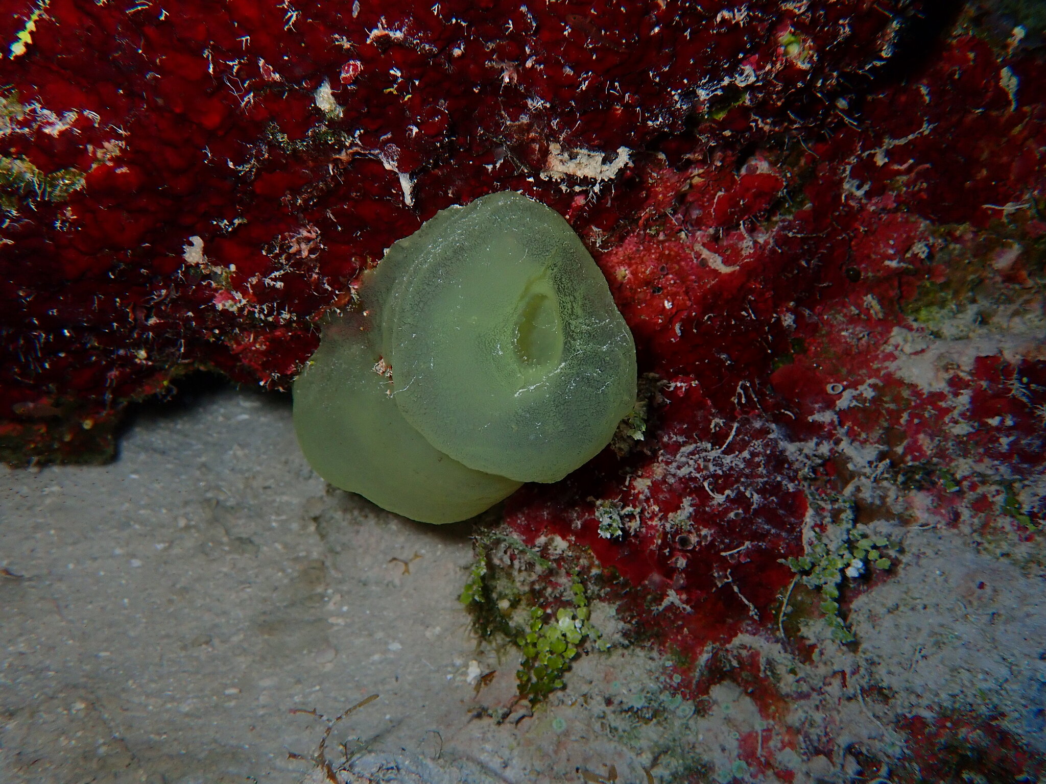 Phallusia fragilis Bonnet & Rocha, 2011