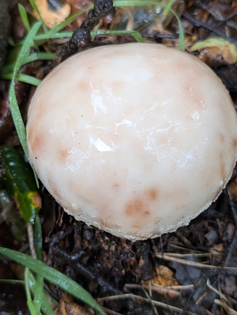 Amanita novinupta · February 2026 · photo: © elliot45 (iNaturalist, cc-by)