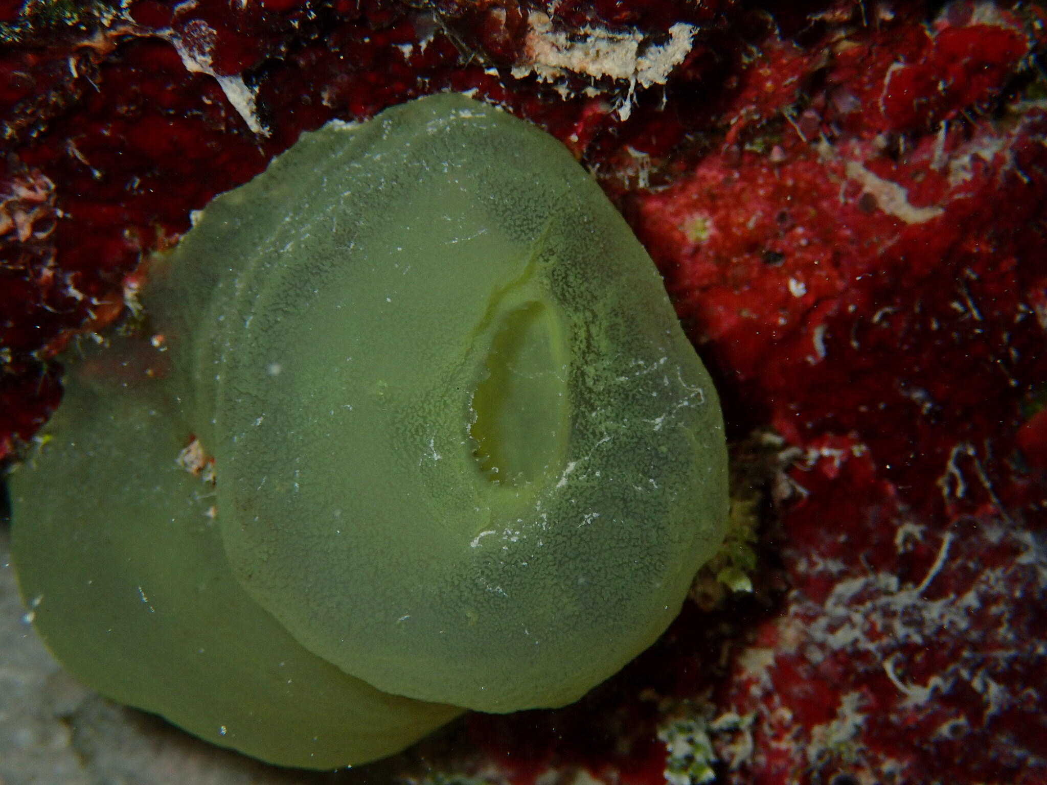 Phallusia fragilis Bonnet & Rocha, 2011