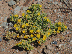 Mesembryanthemum inachabense