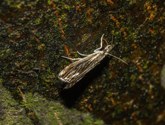 Catoptria verellus