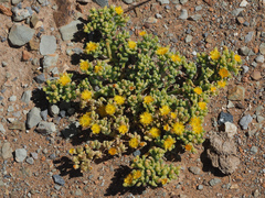 Mesembryanthemum inachabense