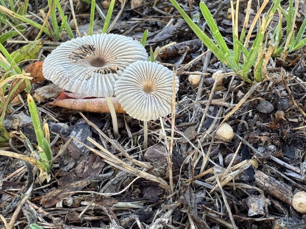 Parasola plicatilis · February 2026 · photo: © funecology (iNaturalist, cc-by-sa)