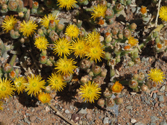 Mesembryanthemum inachabense