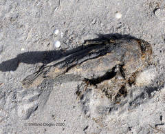 Halobatrachus didactylus