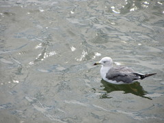 Larus crassirostris