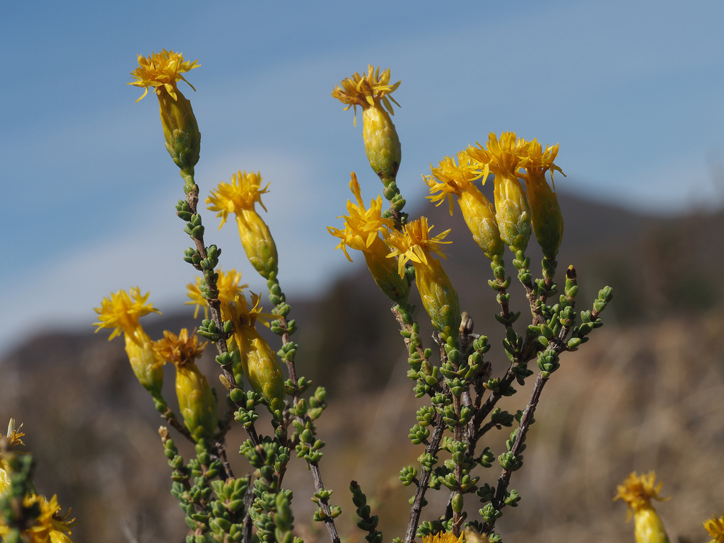 Wormleaf Gumbush
