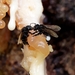 Hyaline-winged Stingless Bee - Photo (c) Guilherme A. Fischer, some rights reserved (CC BY-NC), uploaded by Guilherme A. Fischer