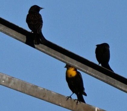 Yellow-headed Blackbird (Xanthocephalus xanthocephalus), photo 2