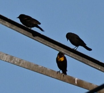 Yellow-headed Blackbird (Xanthocephalus xanthocephalus)