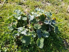 Marrubium