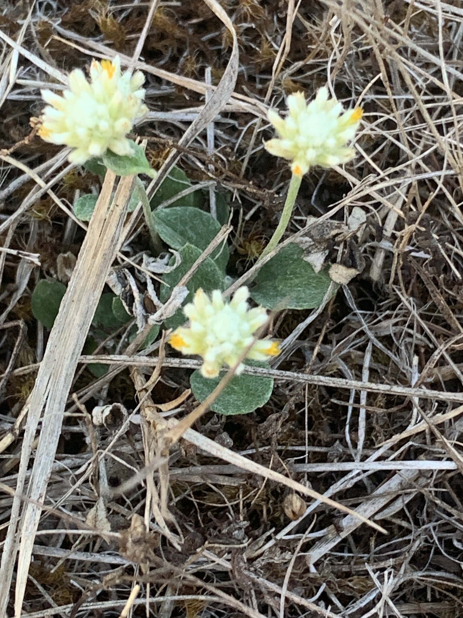 Pfaffia gnaphalioides