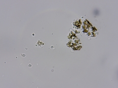 Eurotiomycetes