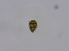 Eurotiomycetes
