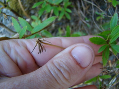 Veronica lanceolata