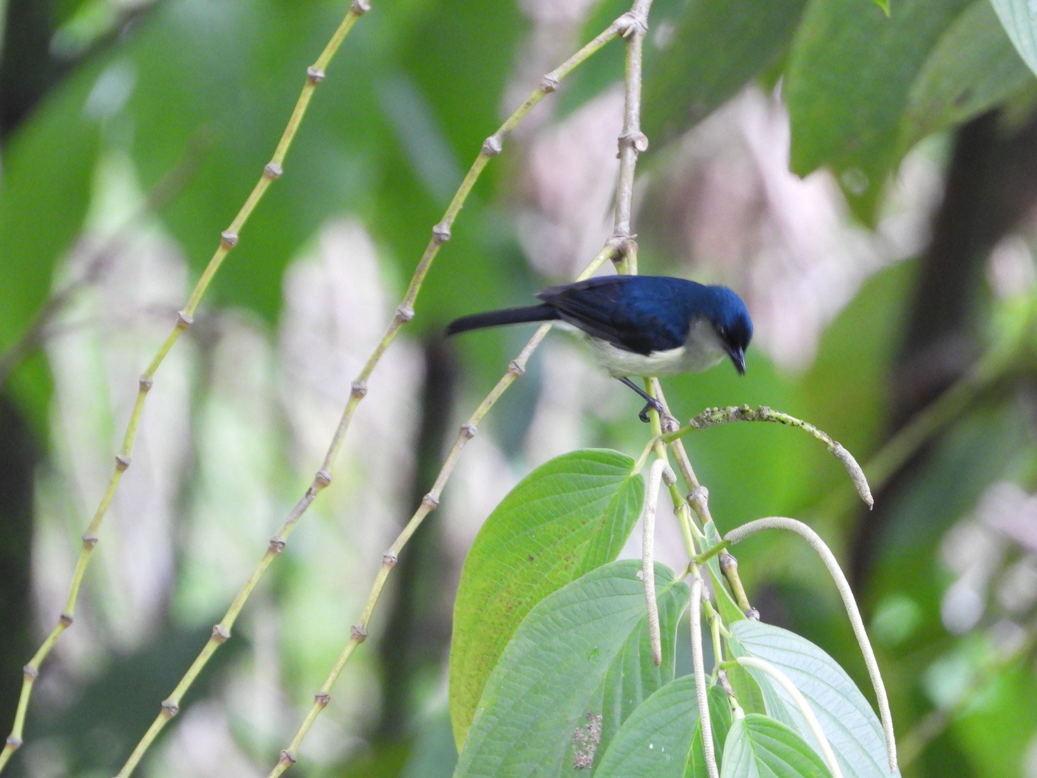 Mid-mountain Berrypecker (Melanocharis longicauda), photo 2