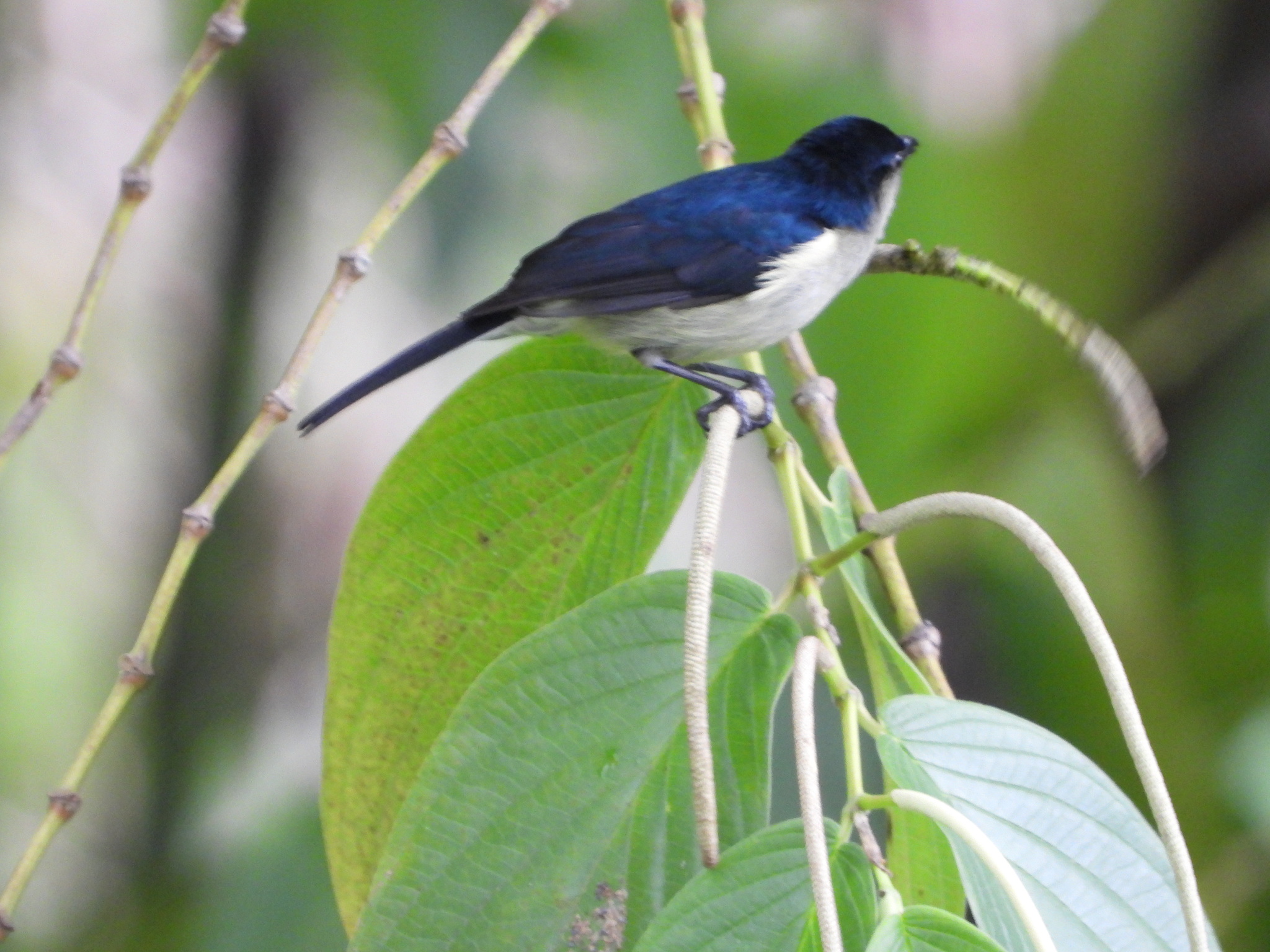 Mid-mountain Berrypecker (Melanocharis longicauda), photo 7