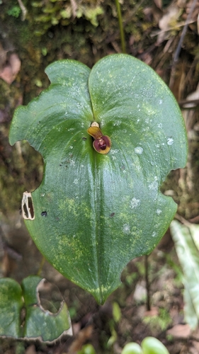 Heart-Shaped Pleurothallis (Pleurothallis cordata)