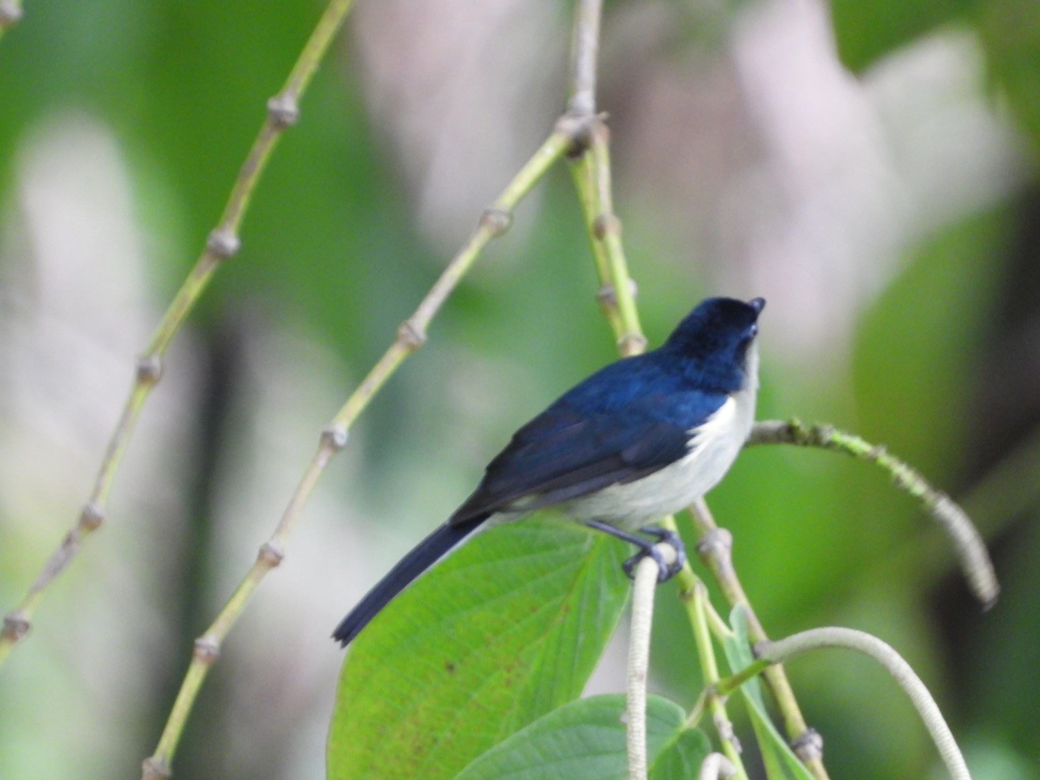 Mid-mountain Berrypecker (Melanocharis longicauda), photo 8