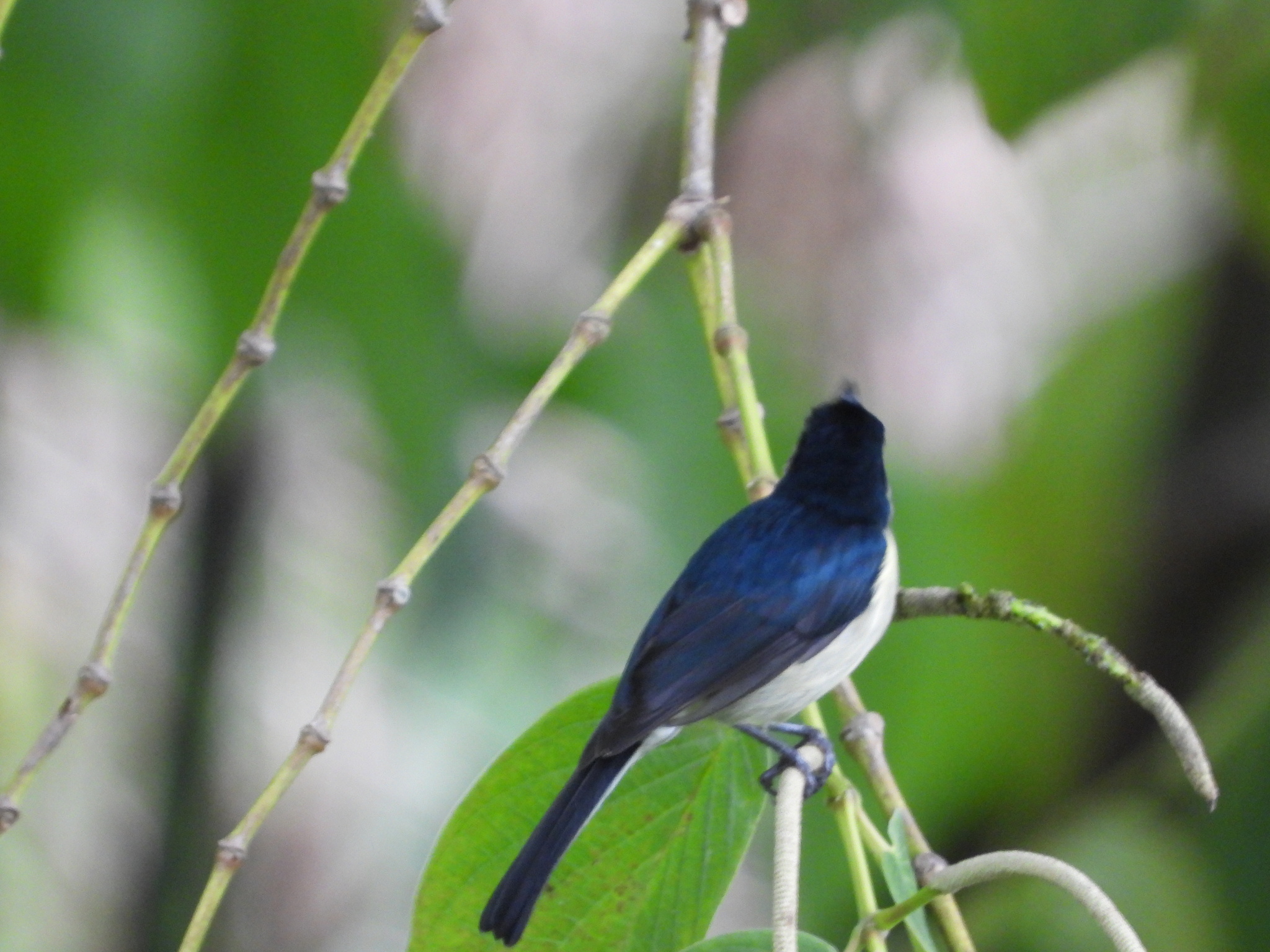 Mid-mountain Berrypecker (Melanocharis longicauda), photo 9