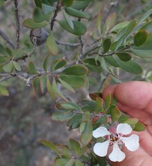 author not stated, no rights reserved Leptospermum grandiflorum, photograph author not stated, no rights reserved