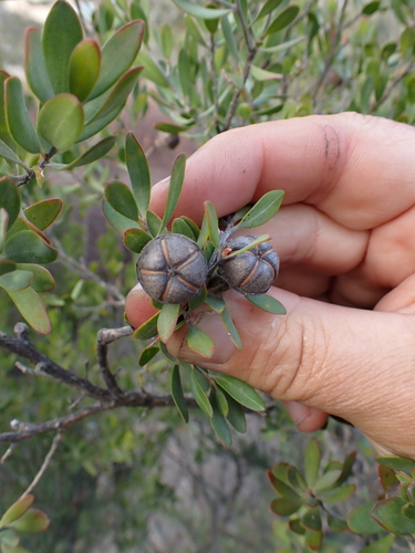 Leptospermum grandiflorum, photograph 5
