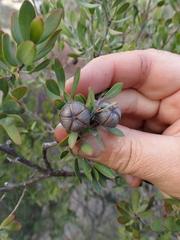 author not stated, no rights reserved Leptospermum grandiflorum, photograph author not stated, no rights reserved