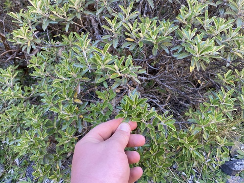 Brachyglottis monroi, photograph 5