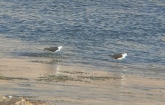 Recurvirostra andina