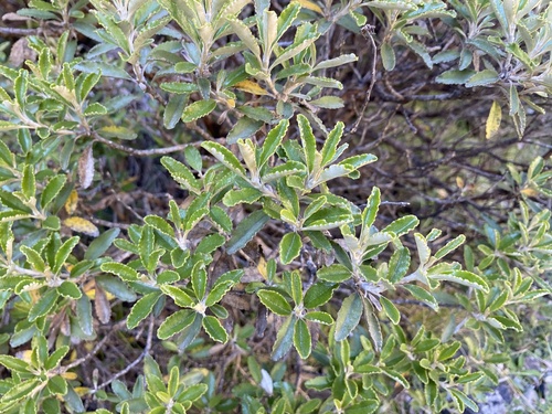 Brachyglottis monroi, photograph 6