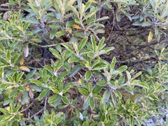 Brachyglottis monroi, photograph author not stated, no rights reserved