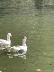 Anser anser domesticus