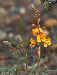 Hoffmannseggia trifoliata