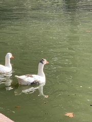 Anser anser domesticus