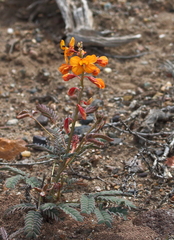 Hoffmannseggia trifoliata
