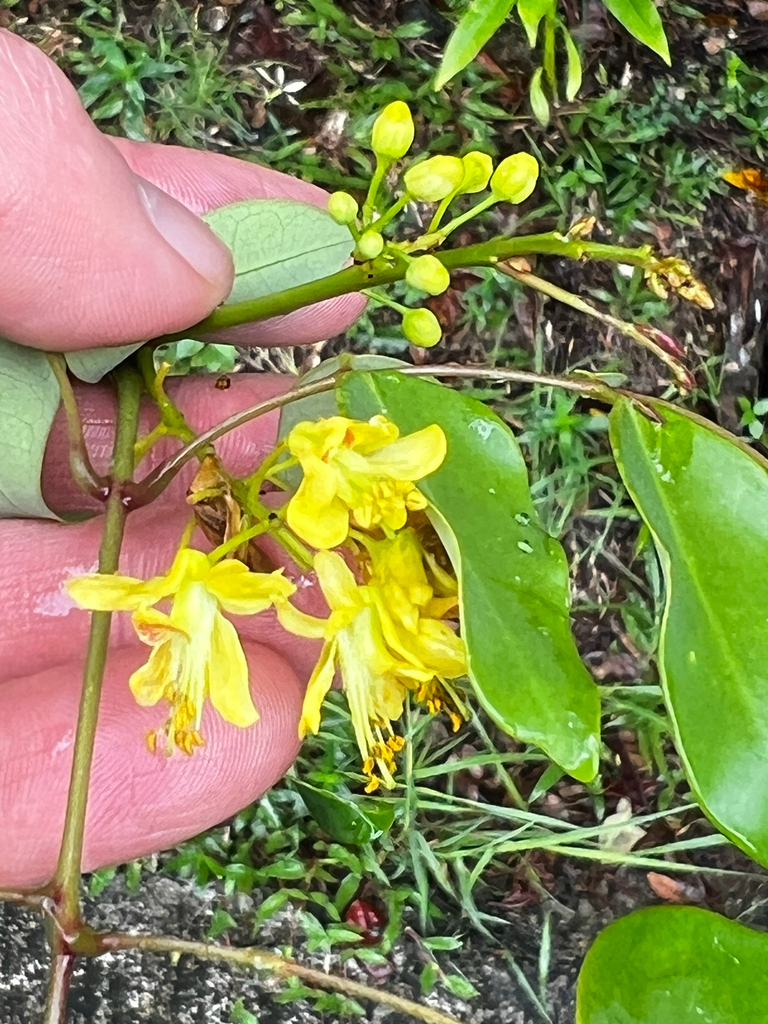 yellow nickerbean from Ulimang Road, Palau, PW on February 6, 2026 at ...