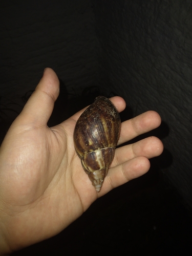 Lissachatina fulica